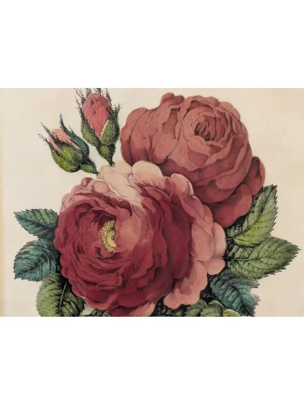 Antique Currier & Ives Hand Colored Lithograph The Rose Floral Print Gold Frame